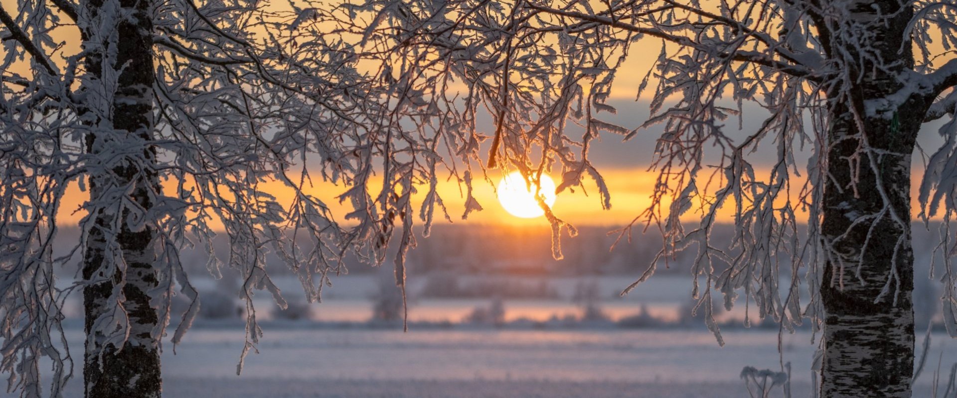 pakkaspäivän koivut